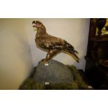 Spanish Eagle, mounted on naturalistic plinth, 74cm x 47cm x 75cm high, sold with CITES A10