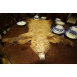 Antique juvenile brown bear skin, mounted on brown fringed felt, 140cm x 56cm (a.f.)