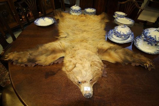 Antique juvenile brown bear skin, mounted on brown fringed felt, 140cm x 56cm (a.f.) - Image 1 of 2