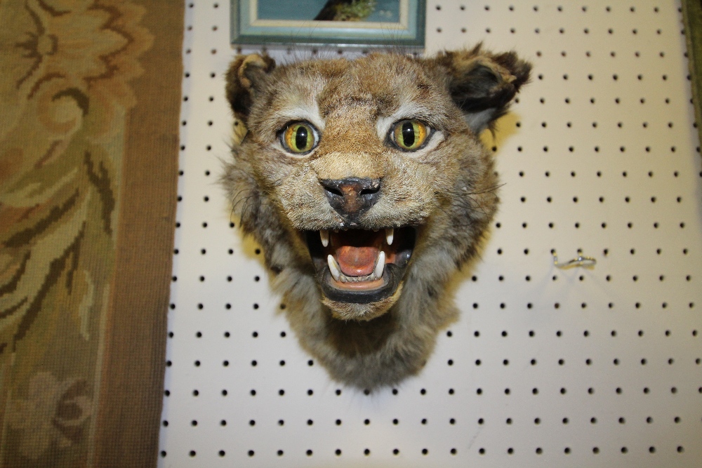 Antique European Wildcat head, 29cm high, old exhibition/trade label to base (a.f.)