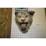 Antique European Wildcat head, 29cm high, old exhibition/trade label to base (a.f.)