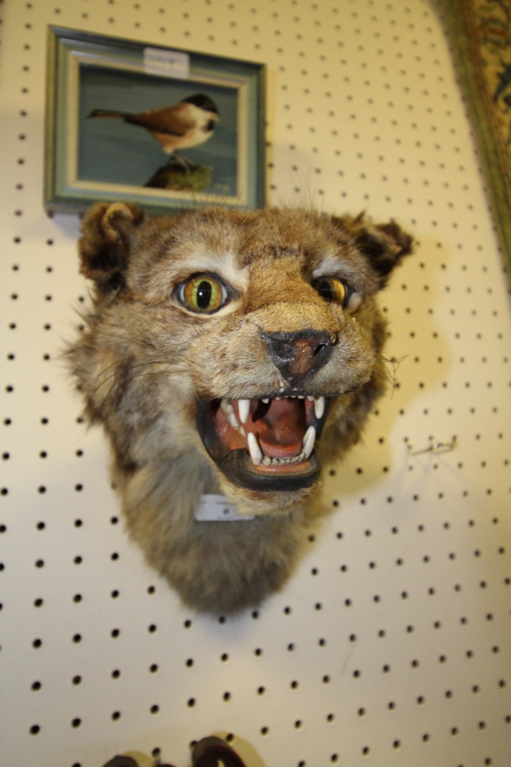 Antique European Wildcat head, 29cm high, old exhibition/trade label to base (a.f.) - Image 2 of 3