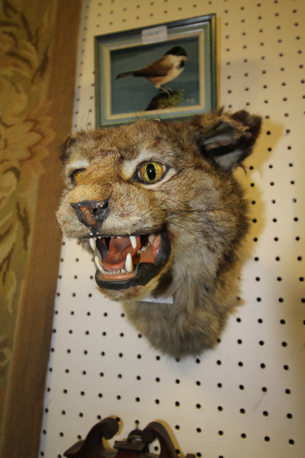 Antique European Wildcat head, 29cm high, old exhibition/trade label to base (a.f.) - Image 3 of 3