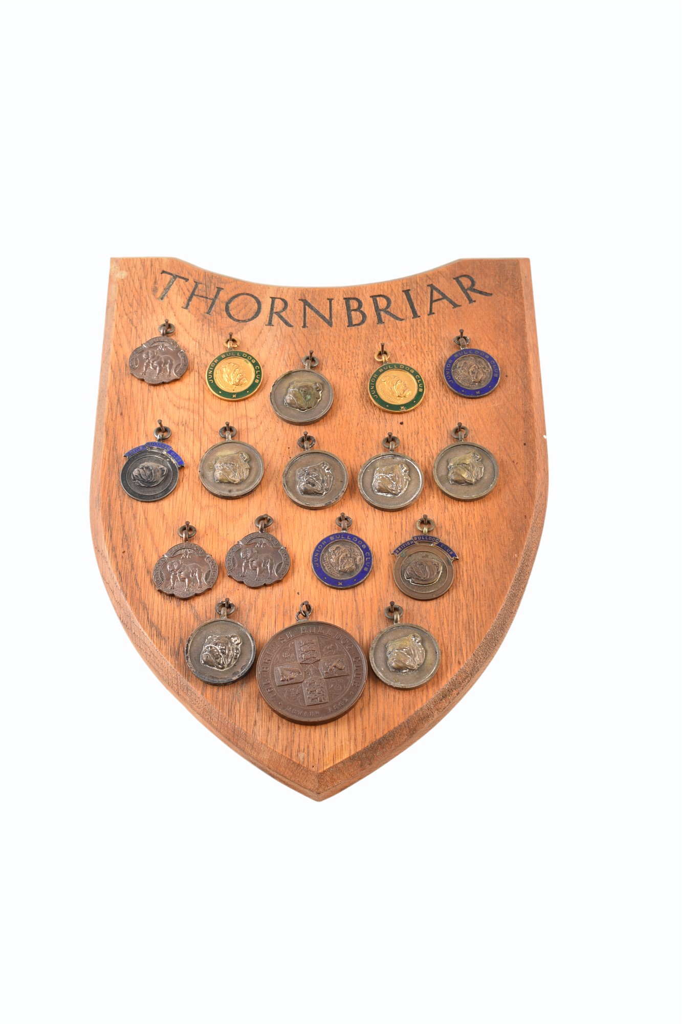 A Thornbriar Bulldog Club medal shield hung with various medals including a 1907 British Bulldog