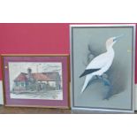 Andy Graystone, 20th century portrait of a Gannet Gouache painting, together with a picture of "Ye