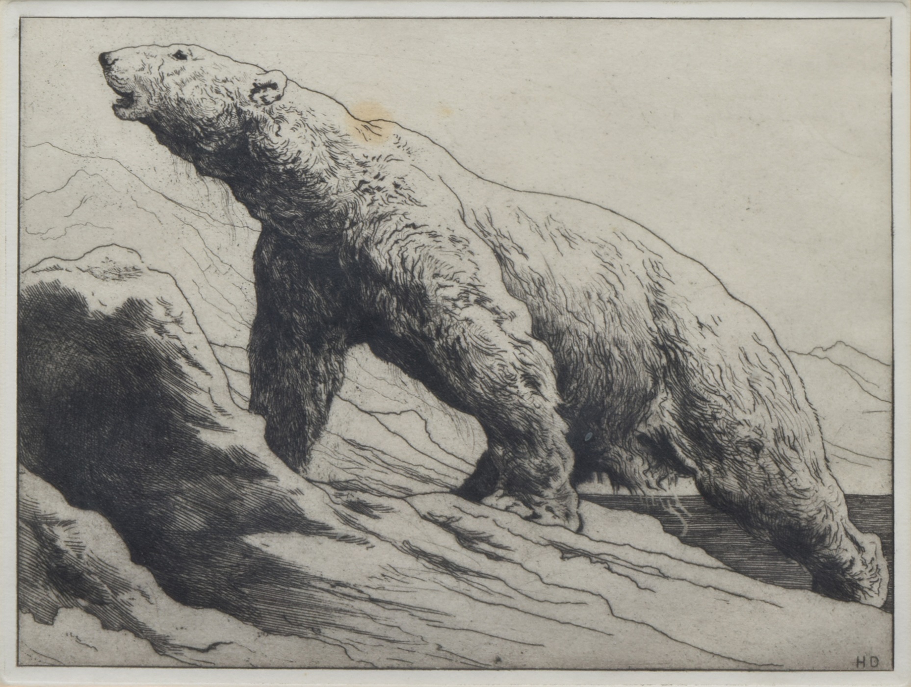 Herbert Dicksee, "Polar Bear", etching.