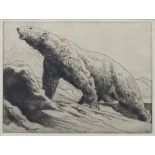Herbert Dicksee, "Polar Bear", etching.