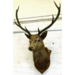 Taxidermy Stags head with eight points, the shield marked Forest of Atholl 12th October 1917