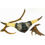 Pair of buffalo horns, and two deer antlers Condition reports not available for this auction