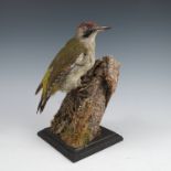 A taxidermy model, of a green woodpecker on a piece of wood, on a plinth base, height 11ins