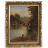 J H Lewis, oil on board, mallard duck taking off from river bank, 11.5ins x 8.5ins
