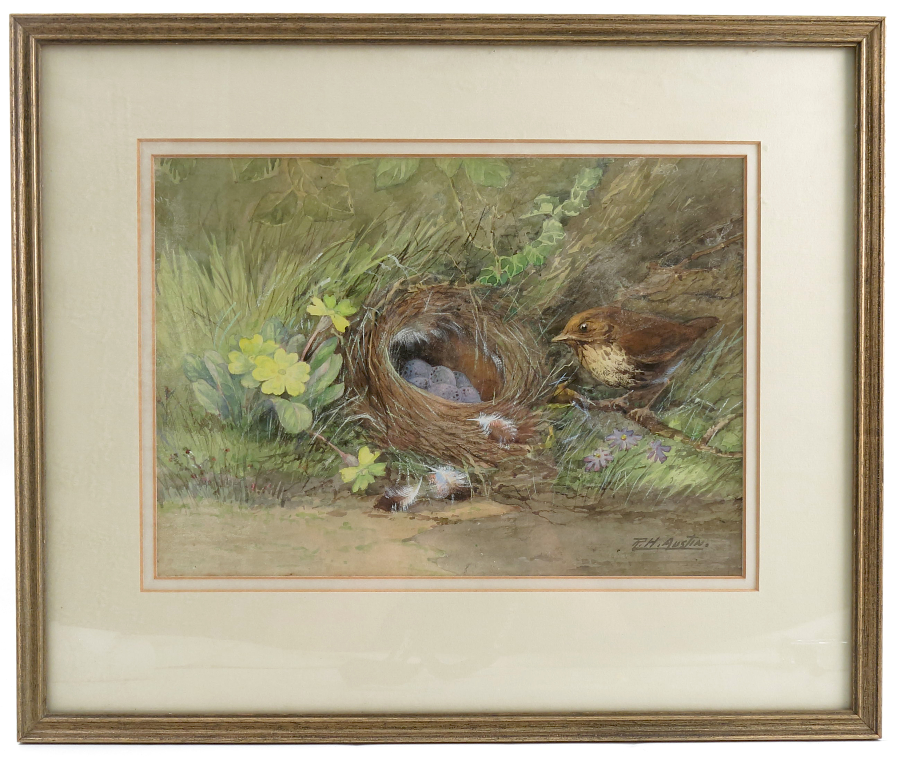 R H Austin, watercolour, Thrushes nest and eggs, 8ins x 11ins