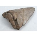 A fossilised Mogladon tooth, height 3.5ins