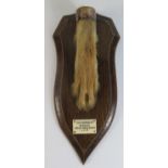 Old Berkeley Beagles Great West Wood Hare's Paw with plated mount and on oak boss, dated 9-3-57