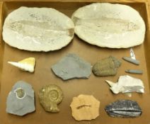 A collection of fossils.