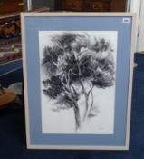 John Grice (Bristol Artsit) pencil/charcoal, titled verso, 'Pines, Minorca', signed.