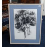 John Grice (Bristol Artsit) pencil/charcoal, titled verso, 'Pines, Minorca', signed.