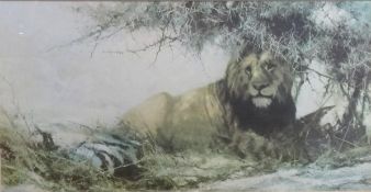 Print of a Lion, the mount signed David Shepherd with inscription and signature to verso.