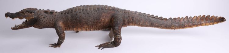 Taxidermy, a Cayman, length 110cm.