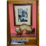 Taxidermy, 'Compo's Ferret', this specimen reputedly often accompanied Compo in the early television