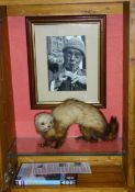 Taxidermy, 'Compo's Ferret', this specimen reputedly often accompanied Compo in the early television
