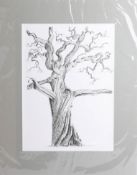 Gay Waddon, ink drawing 'Elm Tree' 1994, 34cm x 24cm.