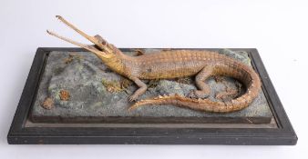 Antique taxidermy model of a small Gharial on naturalistic setting (lacks cover) base 48cm x 48cm.