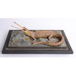 Antique taxidermy model of a small Gharial on naturalistic setting (lacks cover) base 48cm x 48cm.