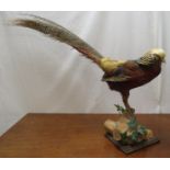 Taxidermy Golden pheasant mounted on a section of branch with faux ivy leaves and square oak plinth,