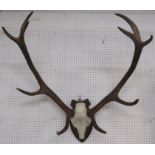 Ten point antlers mounted on shield shaped plaque, width 79cm