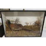 Taxidermy cock pheasant mounted in glass fronted cabinet with dried flowers and mosses, height 58.