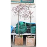 PAIR OF DECORATIVE TERRACOTTA POTS, EACH PLANTED WITH A COTINUS "SMOKE BUSH"