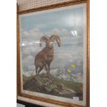 FRAMED AND GLAZED PRINT OF ROCKY MOUNTAIN BIG HORN SHEEP AFTER RAY HARM