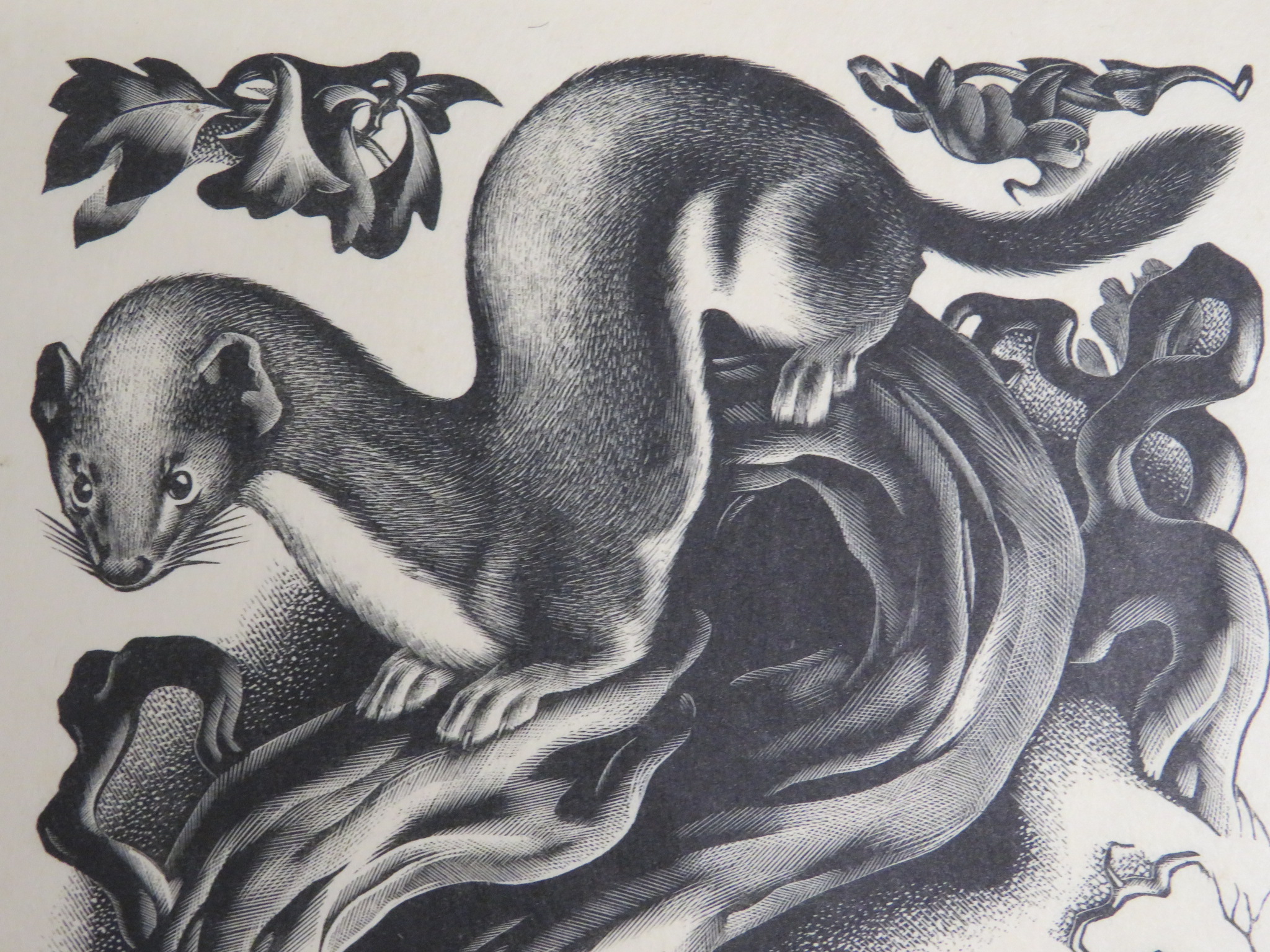 Agnes Miller Parker (1895-1980) - Weasel, woodcut, numbered 7 / 35, signed in pencil lower right and - Image 3 of 7