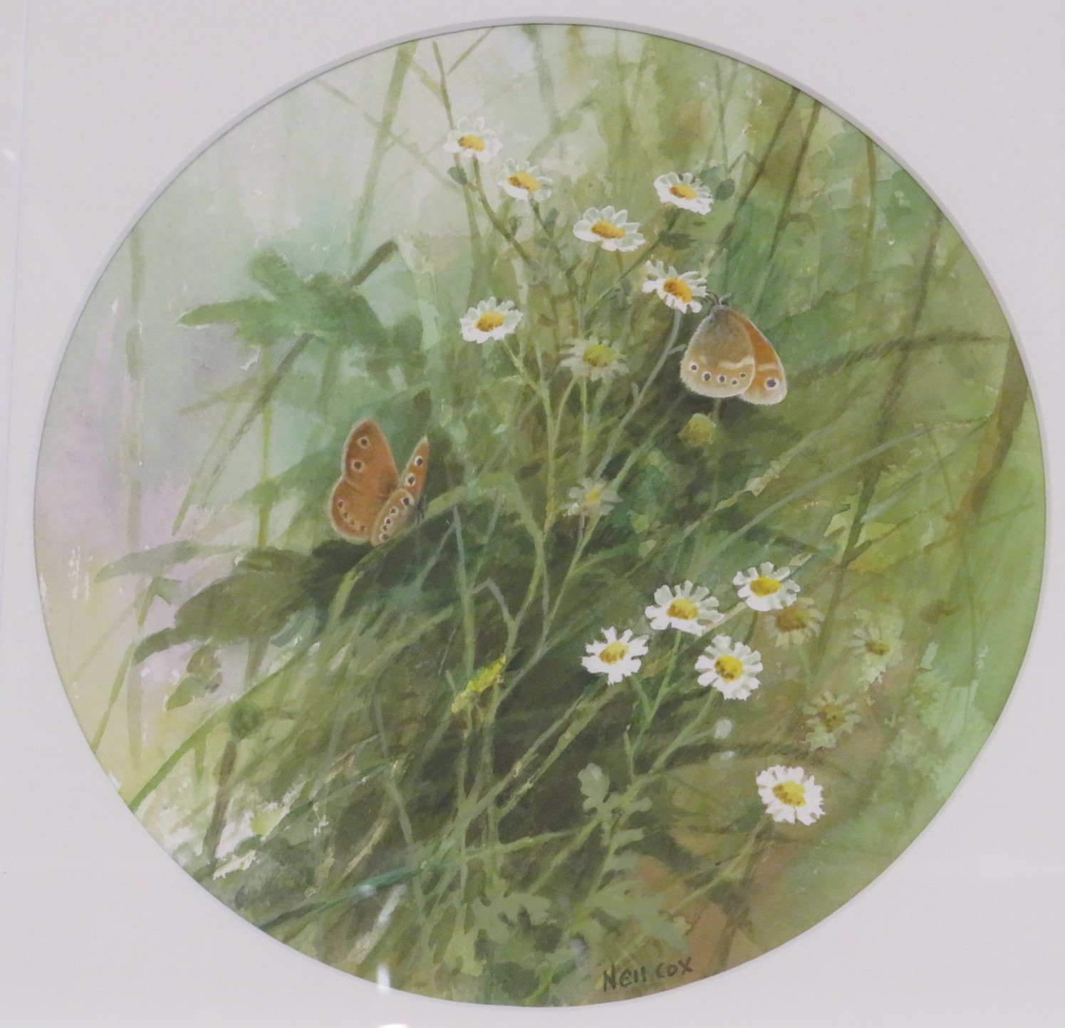 'Large Heaths on Feverfew', watercolour, signed Neil Cox lower right, circular mount, diameter 22cm,