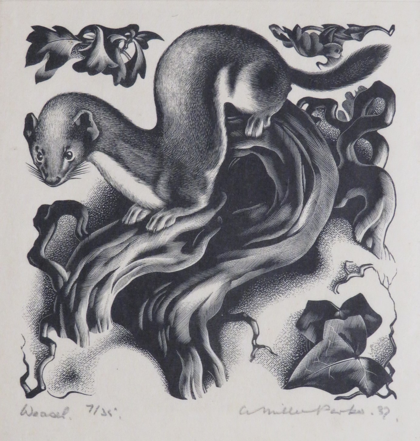 Agnes Miller Parker (1895-1980) - Weasel, woodcut, numbered 7 / 35, signed in pencil lower right and