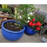 TWO LARGE BLUE CERAMIC PLANTERS WITH CONTENTS INCLUDING ROSE BUSH