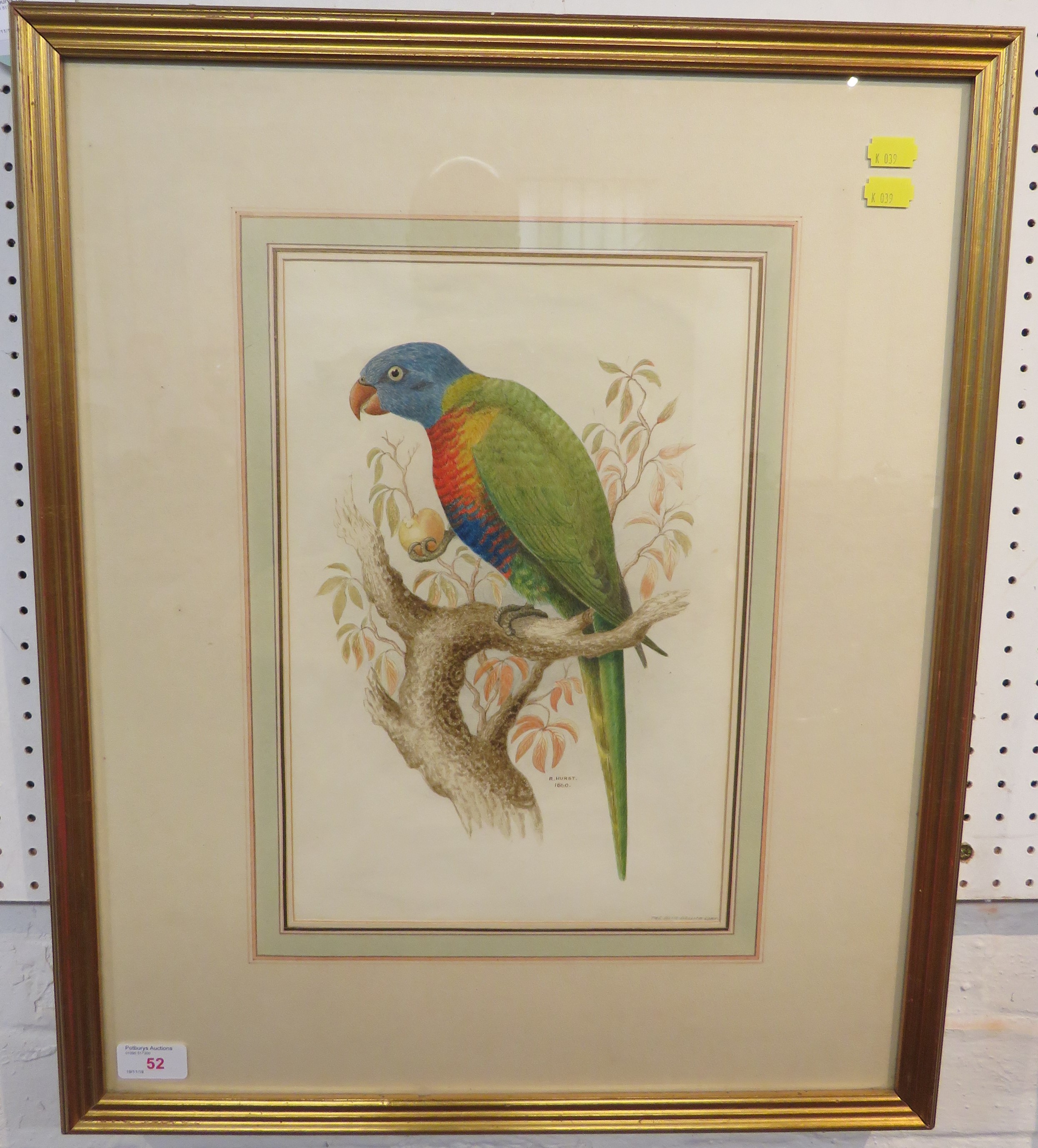 Richard Hurst (Late 19th Century) 'The Blue-Bellied Lory', a study of a Rainbow Lorikeet, - Image 2 of 2