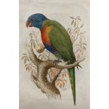 Richard Hurst (Late 19th Century) 'The Blue-Bellied Lory', a study of a Rainbow Lorikeet,