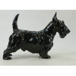 Royal Doulton Scottish Terrier: A large model of a Scottish Terrier HN1008.