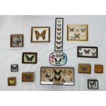 Collection of World Butterflies & Moth species: Framed and mounted examples of Butterfly and Moth.