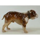 Royal Doulton Bulldog: A model of a bulldog ref HN1046.