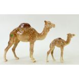 Beswick Camels: Beswick Camel Model 1044 together with a Camel Foal 1043.