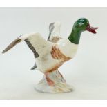 Beswick Shelldrake Duck: Beswick Shelldrake Duck Setling beak open 995.