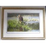 David Shepherd OBE born 1931: Framed Limited Edition Print The Bandipur Tiger, certificate to rear,