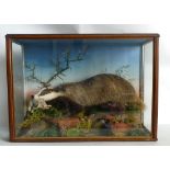 Cased Victorian Taxidermy Scene of Badger & Young Rabbit: Jeffries of Carmarthen, set in woodland,