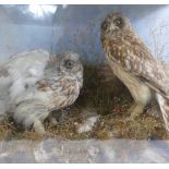 Early 20th Century Taxidermy model of a pair of Tawney Owls: In wooden case with glass.