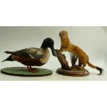 20th Century Taxidermy mounted Shoveler Duck and Stoat: Height of tallest 25cm.