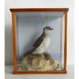 Cased Victorian Taxidermy Scene of an Auk: Set in woodland, 27cm length x 14cm depth & 30cm height.