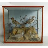 Cased Victorian Taxidermy Scene of a little Ringed Plover / Sanderling: Set in woodland,